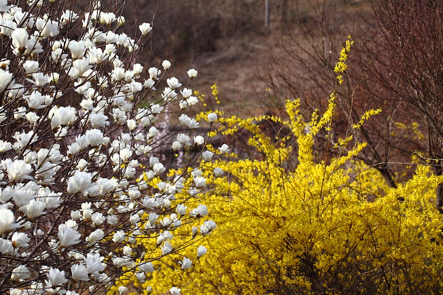 flowers, season, nature, plants, wood, spring, magnolia, forsythia, flower tree, landscape