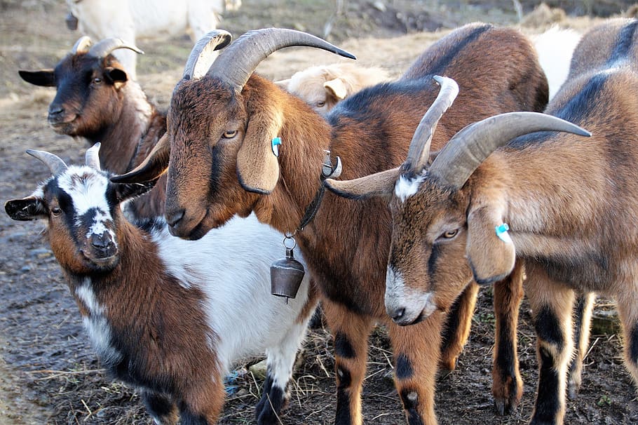goats, brown, breeding, farm animal, horned, farm, farmhouse, happy, group, herd