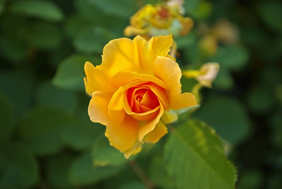 olbrich yellow rose, rose, flower, nature, bloom, blossom, roses, plant, petals, floribunda