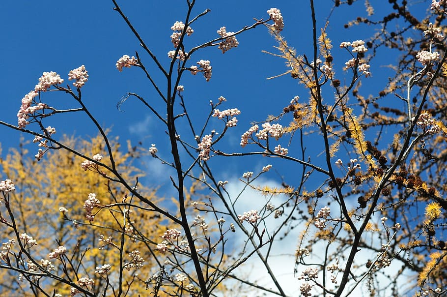 autumn, trees, branches, tree, plant, branch, low angle view, beauty in nature, sky, flower