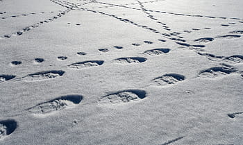 snow-traces-snowshoes-winter-royalty-free-thumbnail.jpg