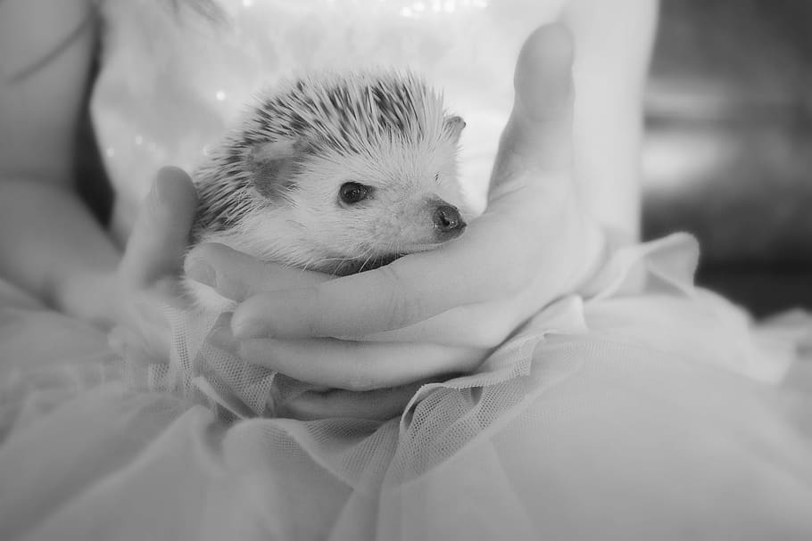 hedgehog, cute, animal, nocturnal, prickly, spur, mammal, small, brown, black and white
