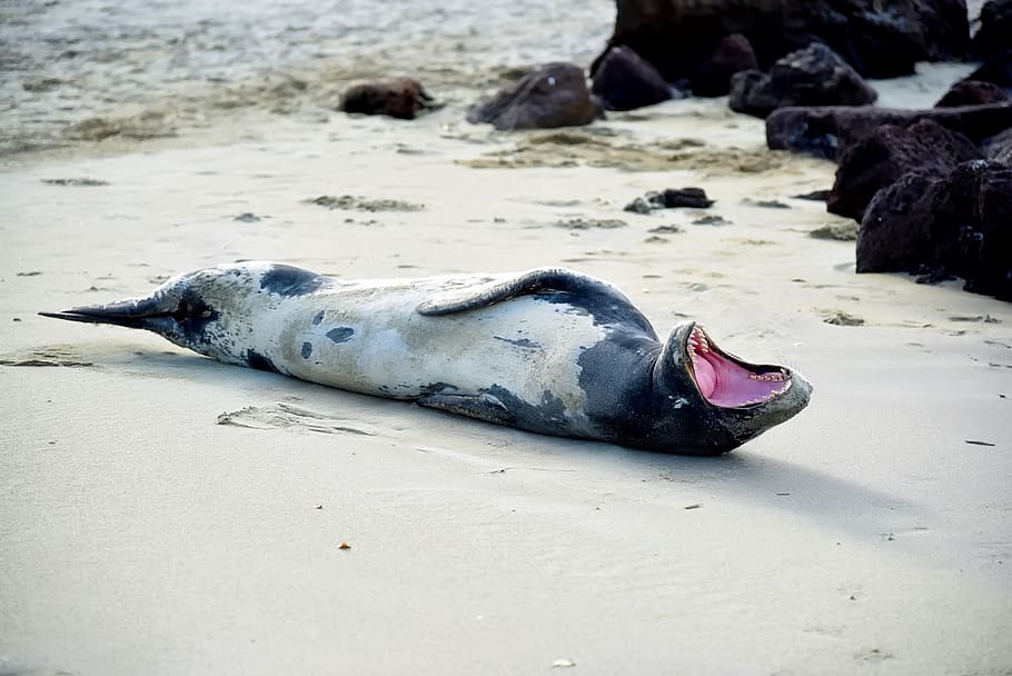 seal, teeth, mouth open, beach, sand, sea, ocean, wildlife, hdr, animal