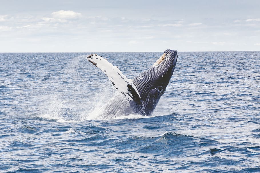 ballena jorobada, ballena, marino, mamífero, animal, mar, incumplimiento, estados unidos, aleta, salto