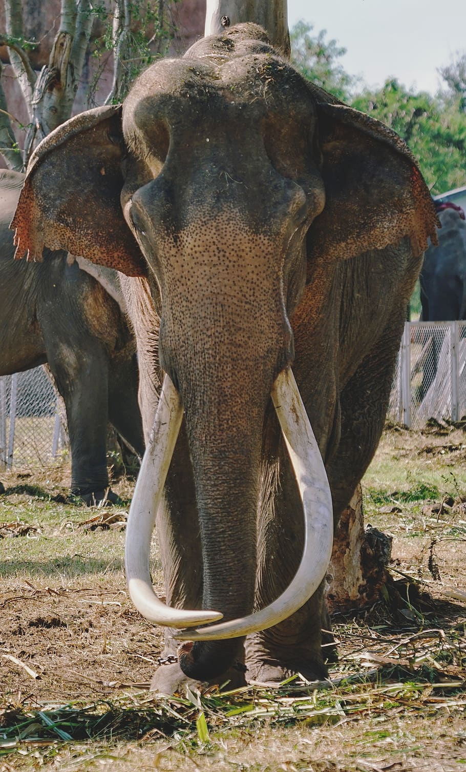 thai, elephant, nature, wildlife, animal, mammal, wild, big, tusks, old