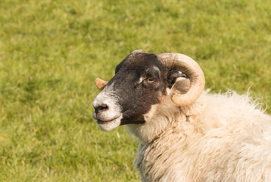 espinillas ovejas, ovejas, animales, naturaleza, mamíferos, pradera, al aire libre, campo, hierba, Temas de animales