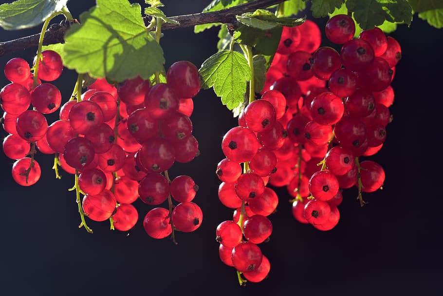 currants, red, fruit, fruits, close up, garden, berries, healthy, soft fruit, ripe
