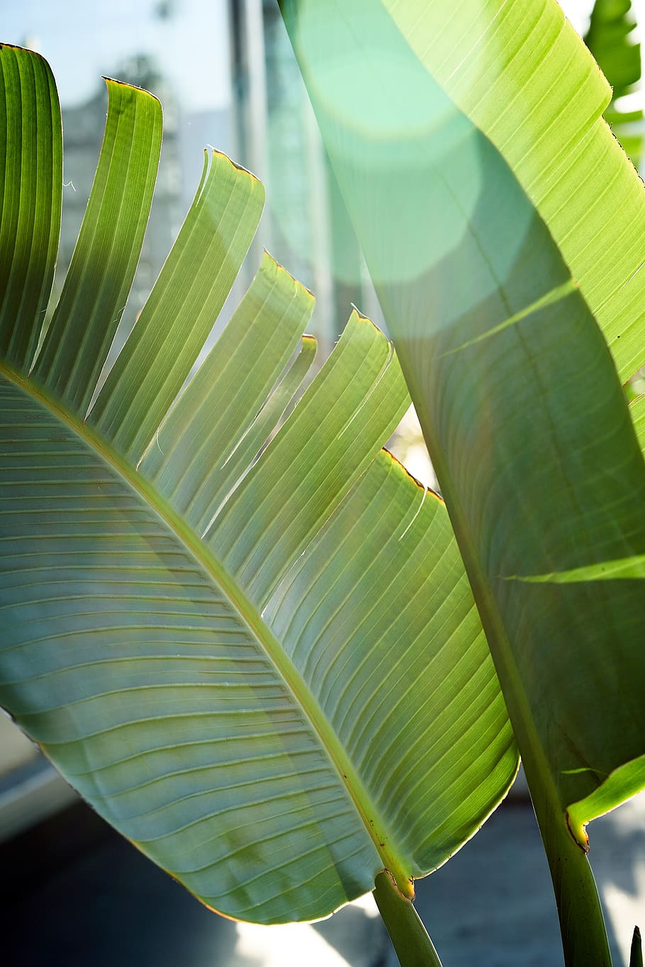 sol, reflexo de lente, alargamento, palma, vegetação, verde, folhas de palmeira, folha de palmeira, folha, parte da planta