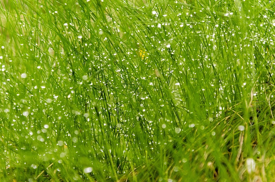 grass, dew, green, wet, close, nature, water, cool, drops, prato