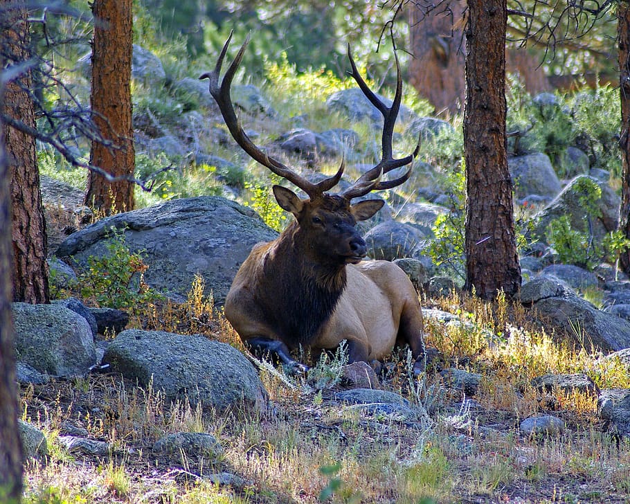 bull elk on lateral moraine, elk, wapiti, rocky, mountain, national, park, colorado, antlers, nature