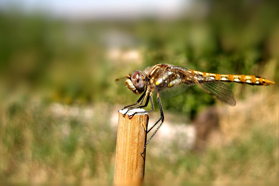 dragonfly resting, dragonfly, resting, insect, animal, animal themes, one animal, animal wildlife, animals in the wild, invertebrate