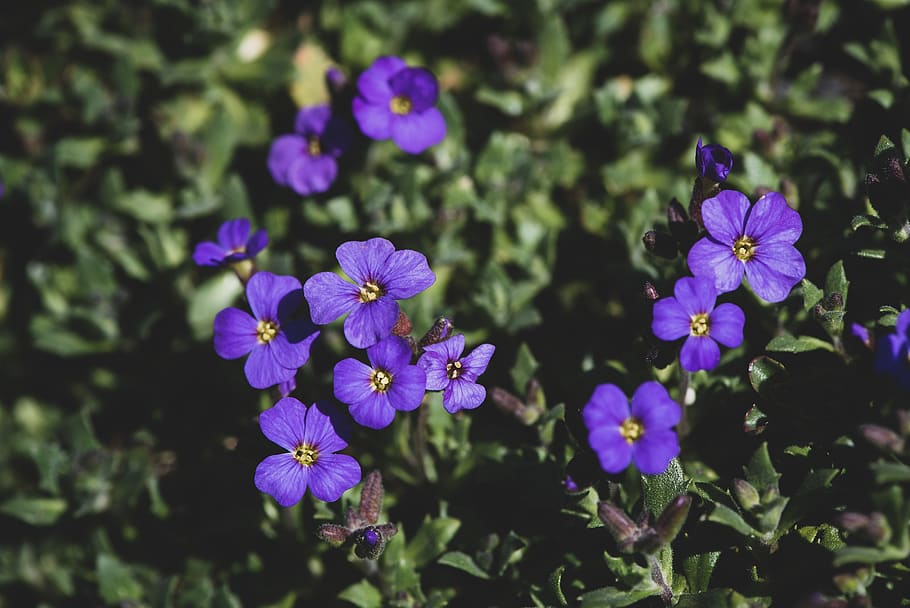 flores, azul, violeta, flores pequeñas, jardín, en el jardín, primavera,  naturaleza, flora, cerrar | Pxfuel