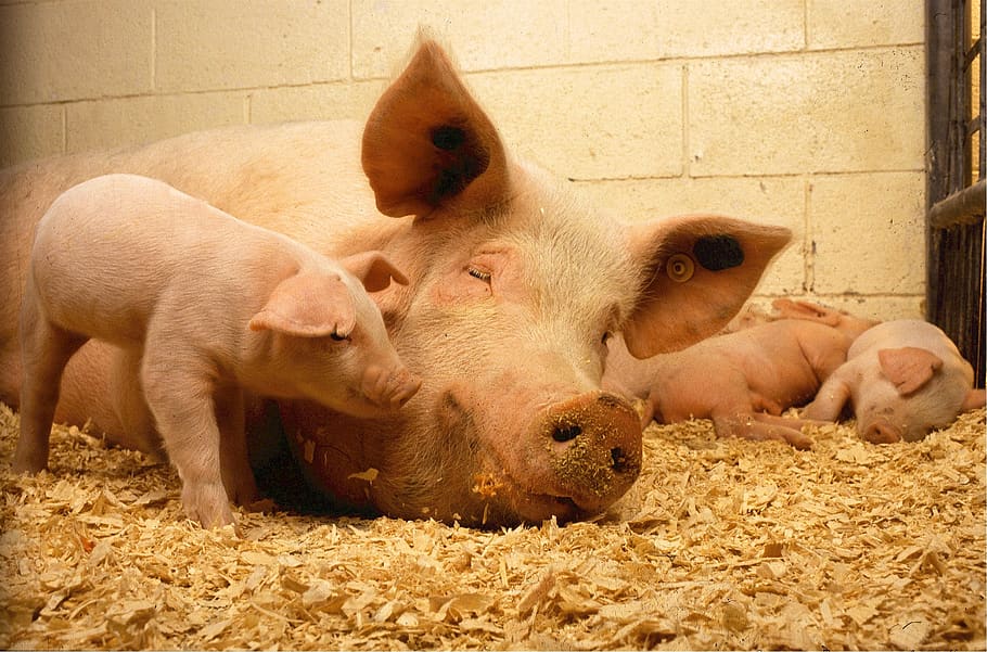 pigs, sow, piglets, babies, pork, farm, agriculture, mammal, livestock, farming