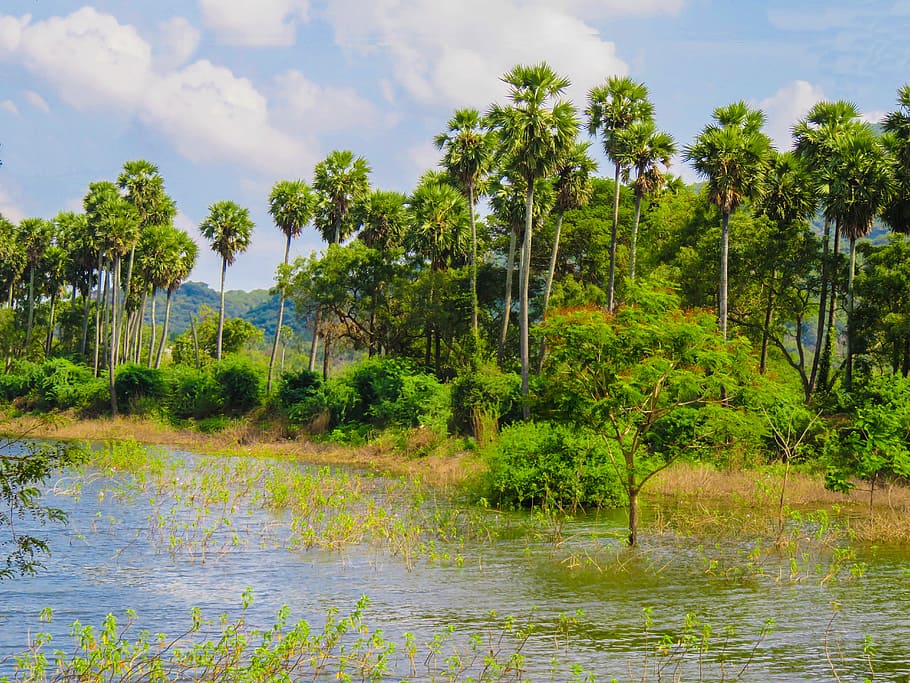 tropical, lake, water, river, plants, tree, nature, plant, sky, growth