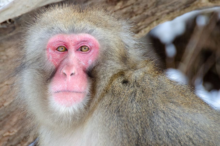 snow monkey, japanese macaque, japan, winter, wildlife, primate, snow, jigokudani snow monkey park, looking, gaze