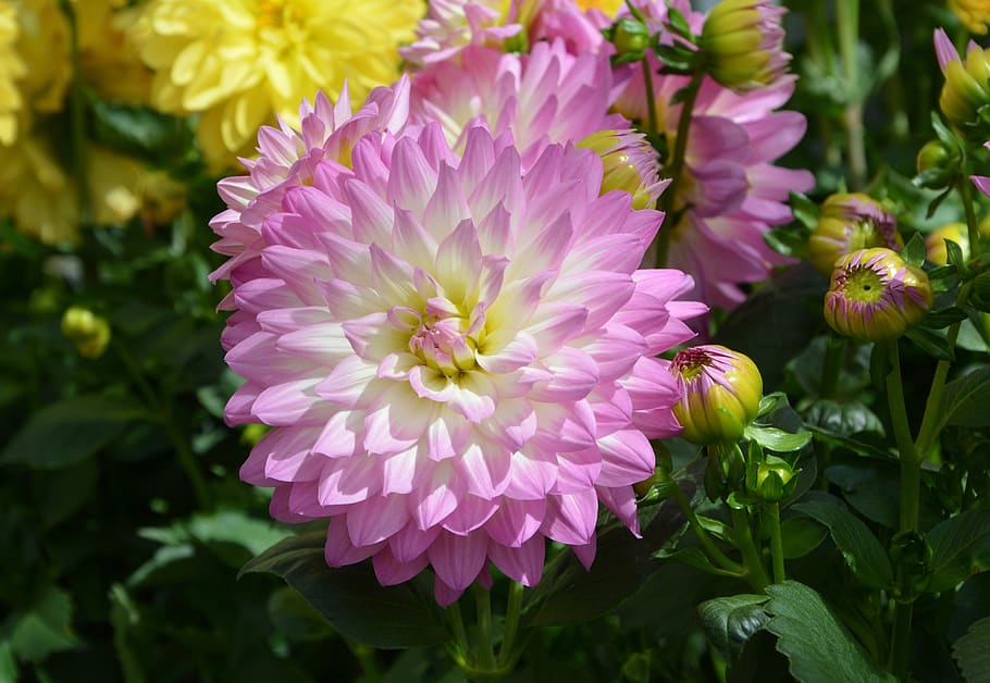 flower, dahlia, flower dahlia, pink flower, button dahlia, massif, nature, field, by-earth flowers, flowering