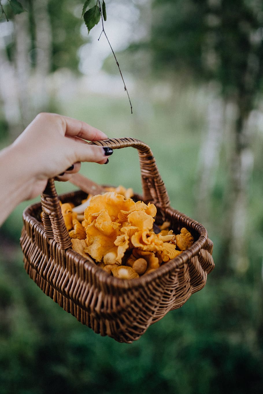 memetik, jamur chantarelle, kayu, chantarelle, jamur, jamur yang dapat dimakan, jamur kuning, musim gugur, memegang, tangan manusia