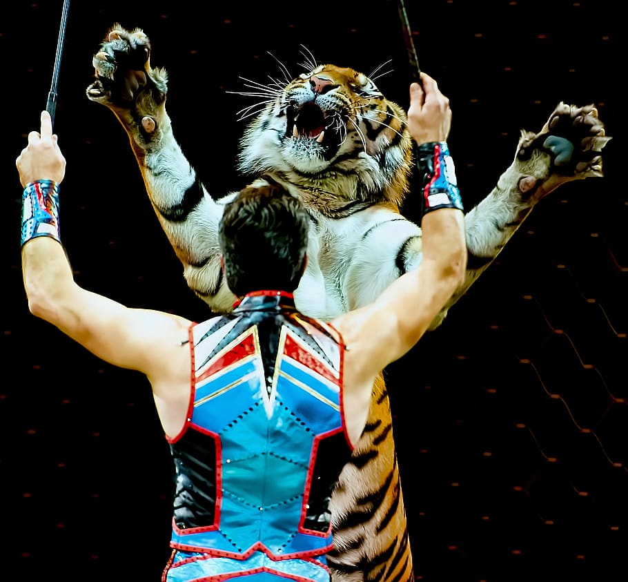 sirkus, hiburan, harimau, peristiwa, menunjukkan, kesenangan, prestasi, kenikmatan, cincin, hewan