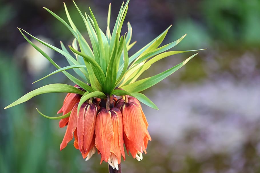 imperial crown, red, fritillaria, lilies, toxic, orange, flower, blossom, bloom, ornamental plant