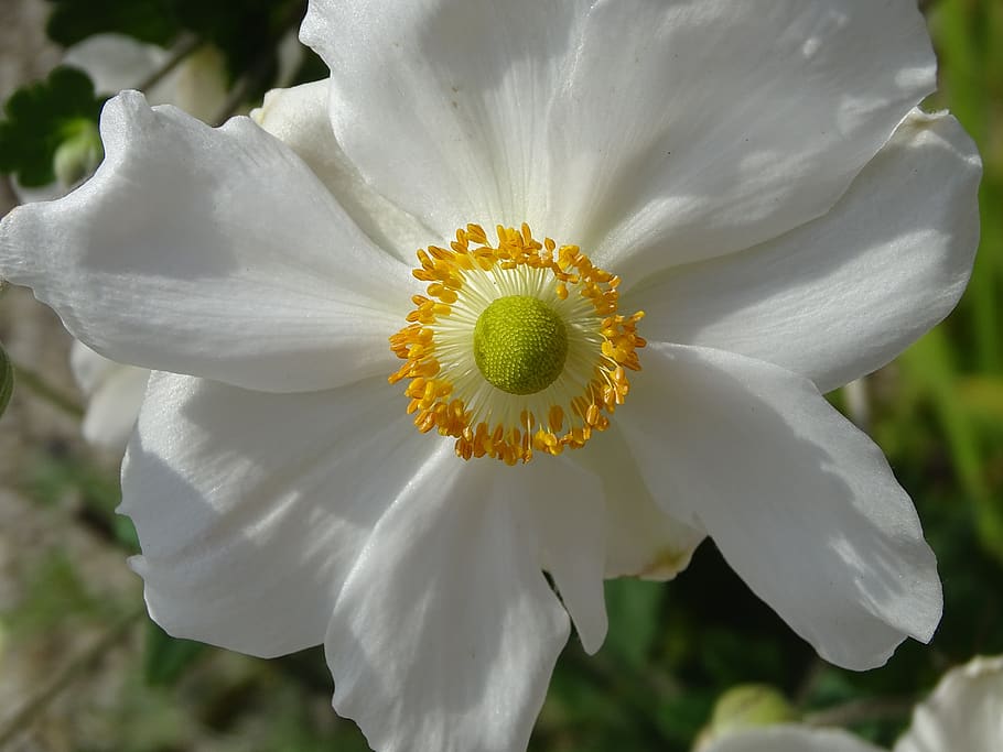 anemone hupehensis, anemone japan, flower, petals, nature, summer, plants, flora, garden, botany