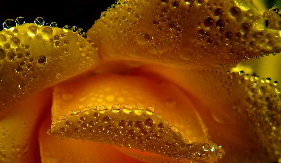 beaded, water, drops, droplets, nature, close-up, food and drink, freshness, drop, bubble