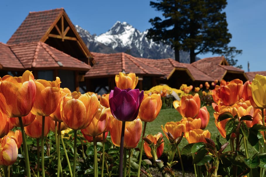 bariloche, llao llao, patagonia, tulip, tulips, flowers, colorful, spring, argentina, color