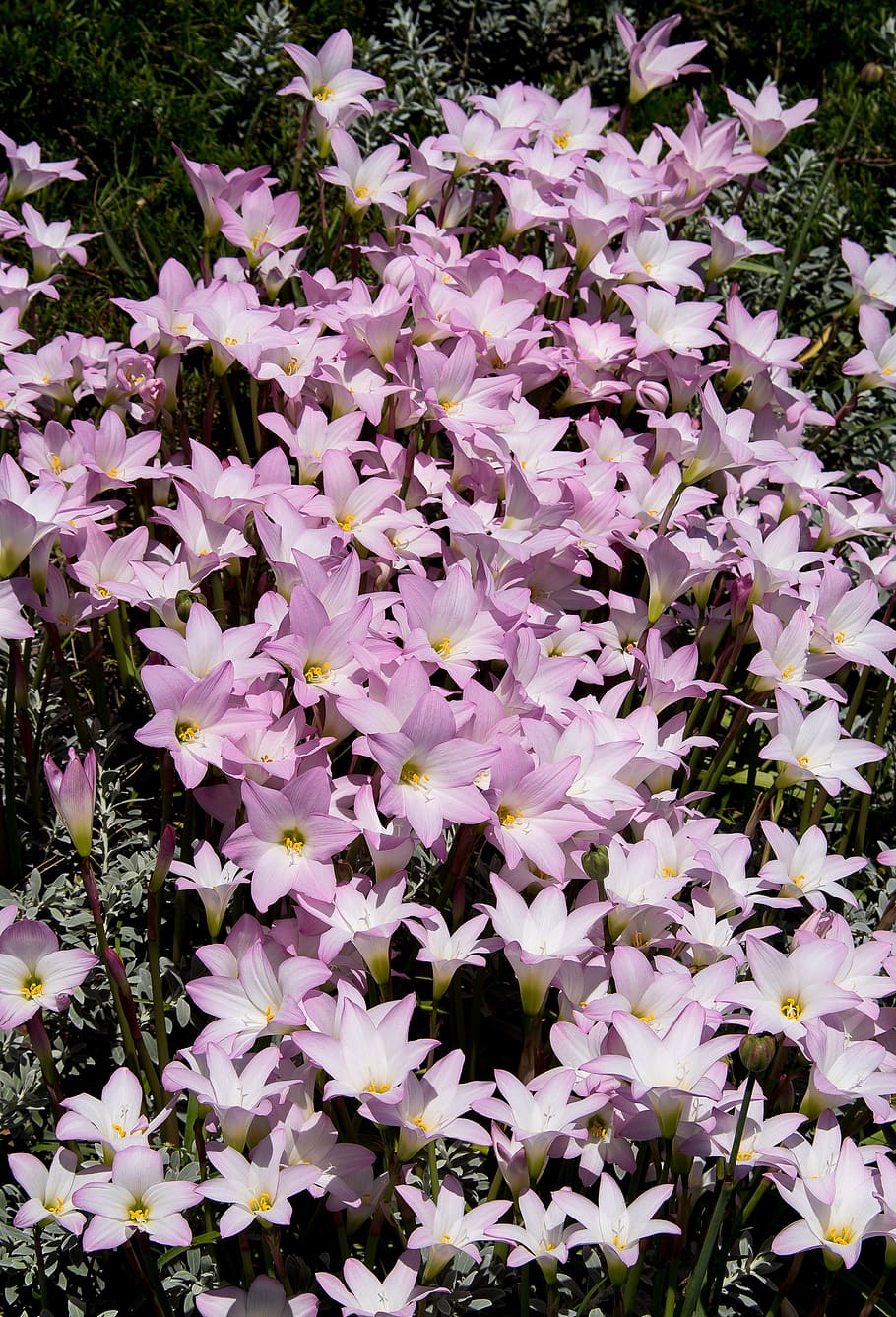 rain lilies, zephyranthes grandiflora, pink, bulb, flower, floral, bloom, blossom, petals, many