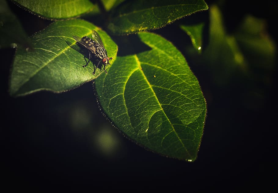 fly, insect, insects, nature, magnification, green, plant part, leaf, green color, close-up
