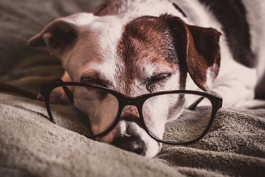 cão, adormecido, óculos, leitura, inteligente, animal de estimação, cansado, jack russell, mamífero, temas animais