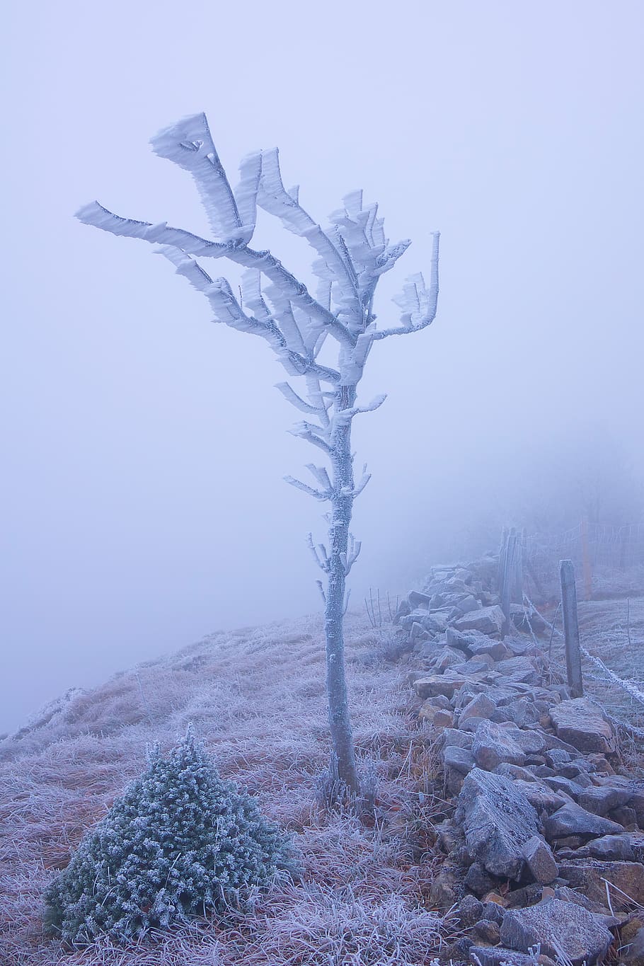 frost, fog, tree, hoarfrost, cold, frozen, raufrost, ice, icy, ze