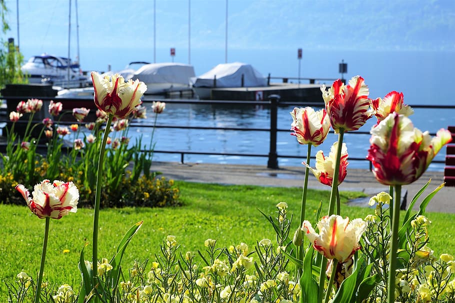 locarno, tulipanes, flores, naturaleza, playa, puerto, lago, lago maggiore, primavera, flor