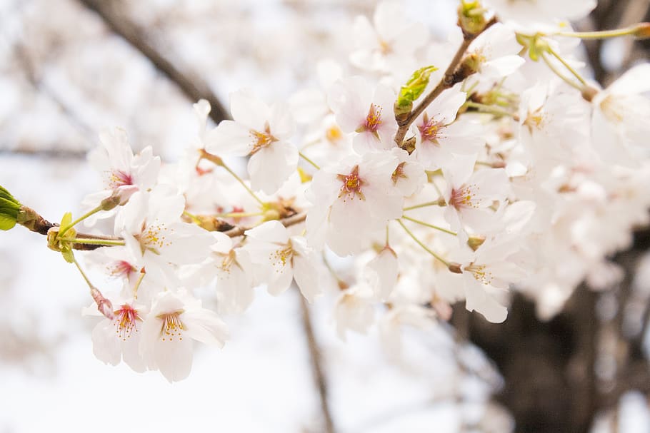 cherry blossom, spring, flower, fresh, cute, flowers, wood, eggplant, refreshing, nature