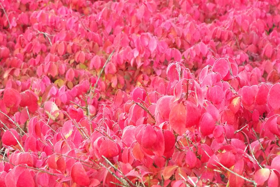 fire, bush, red, nature, leaves, flower, flowering plant, pink color, freshness, beauty in nature