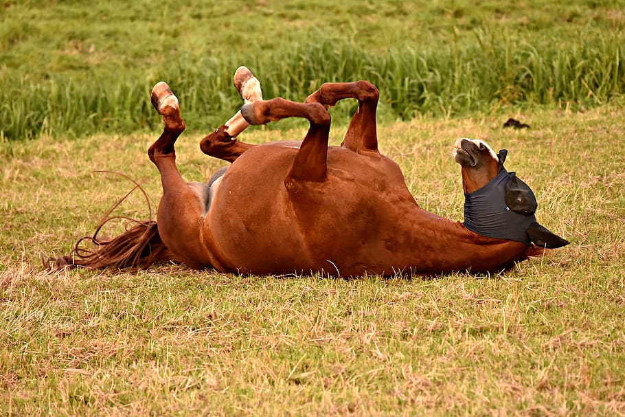horse, animal, mammal, rolling, grass, meadow, pasture, fly mask, outdoors, summer