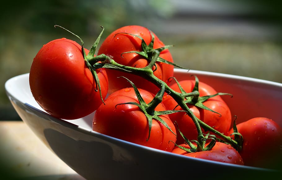 tomates, treliças, tomates arbustos, vegetariano, comida, legumes, fresco, vermelho, vitaminas, tomate