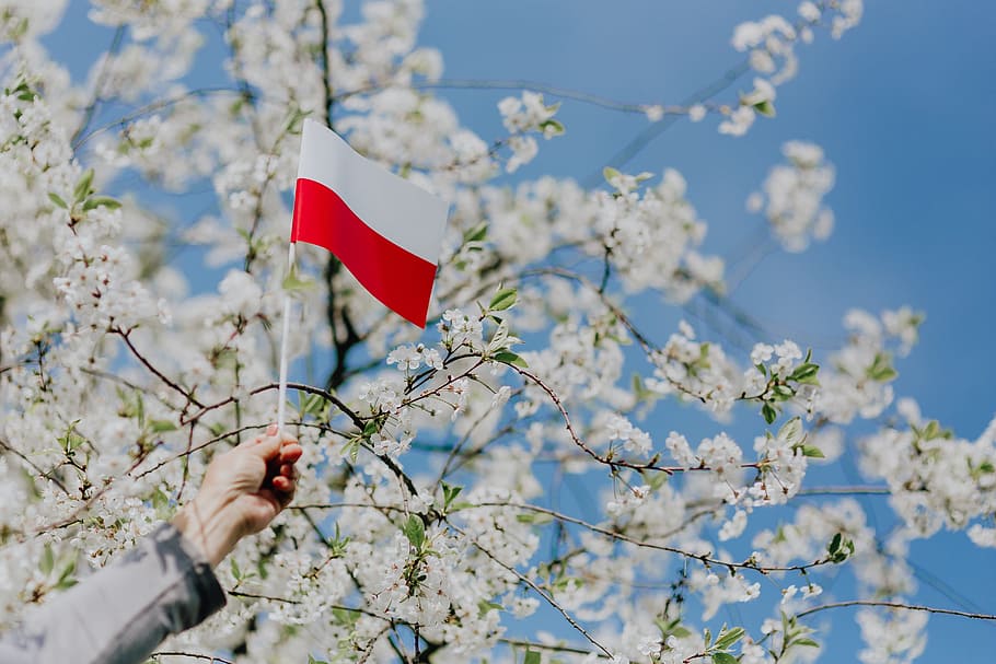 bendera, -, polska flaga, alam, Polandia, Eropa, pohon, polska, nasional, kemerdekaan