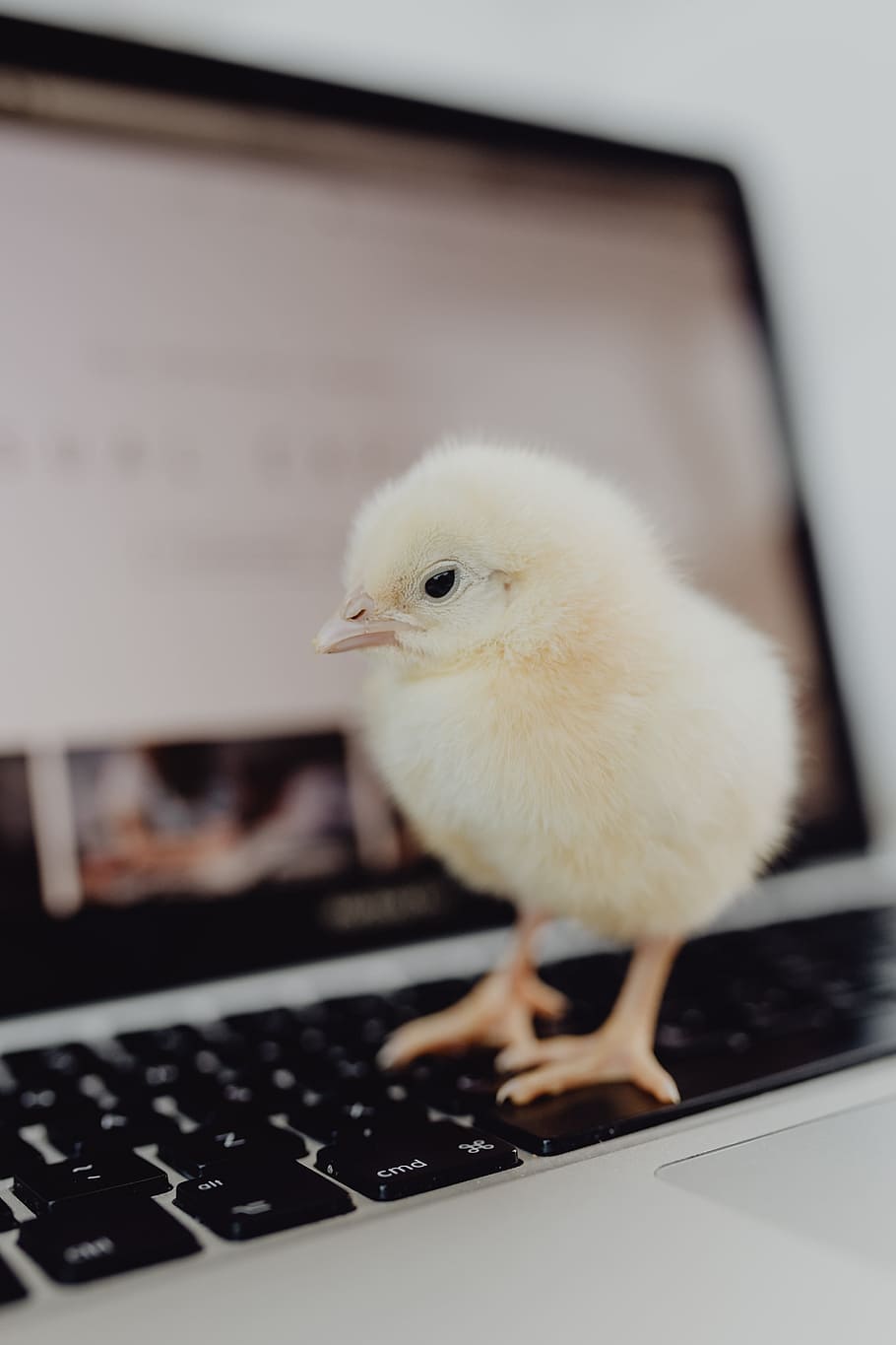 recém-nascido, pouco, frango, computador portátil, computador, teclado, amarelo, macbook, pássaro, bebê