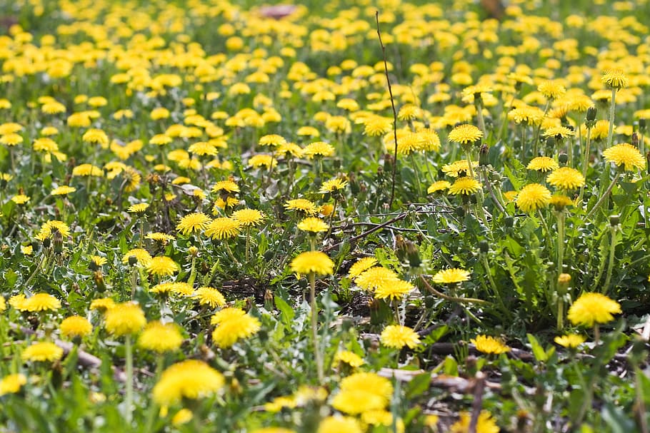 flor, con2011, naturaleza, amarillo, planta floreciendo, planta, campo, belleza en la naturaleza, crecimiento, frescura