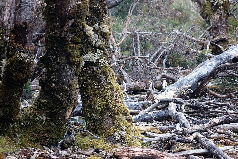 Tasmania, Cradle Mountain, Australia, parque nacional, bosque viejo, resistido, árbol, bosque, planta, tierra