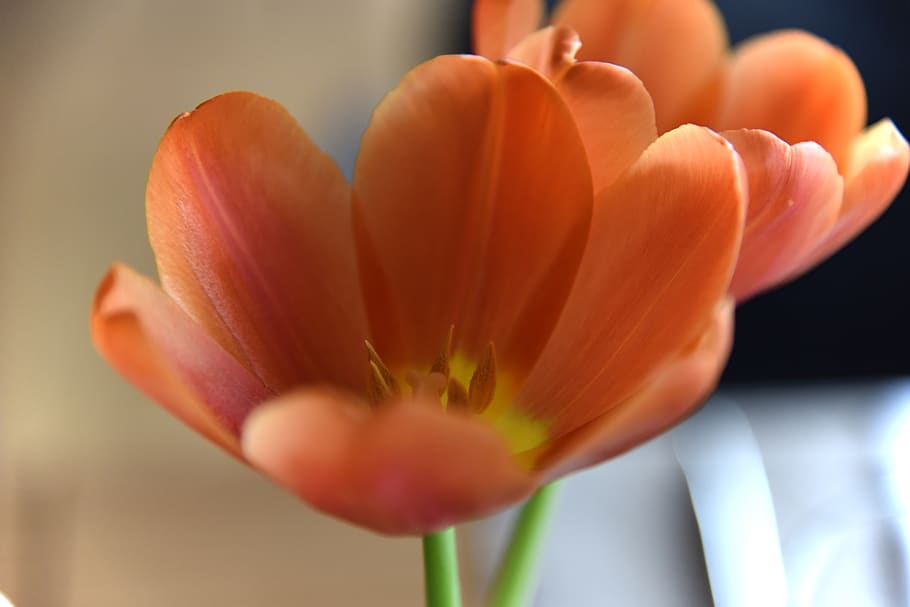 flowers, tulips, duo, two, stamens, close up, orange, flower, flowering plant, freshness