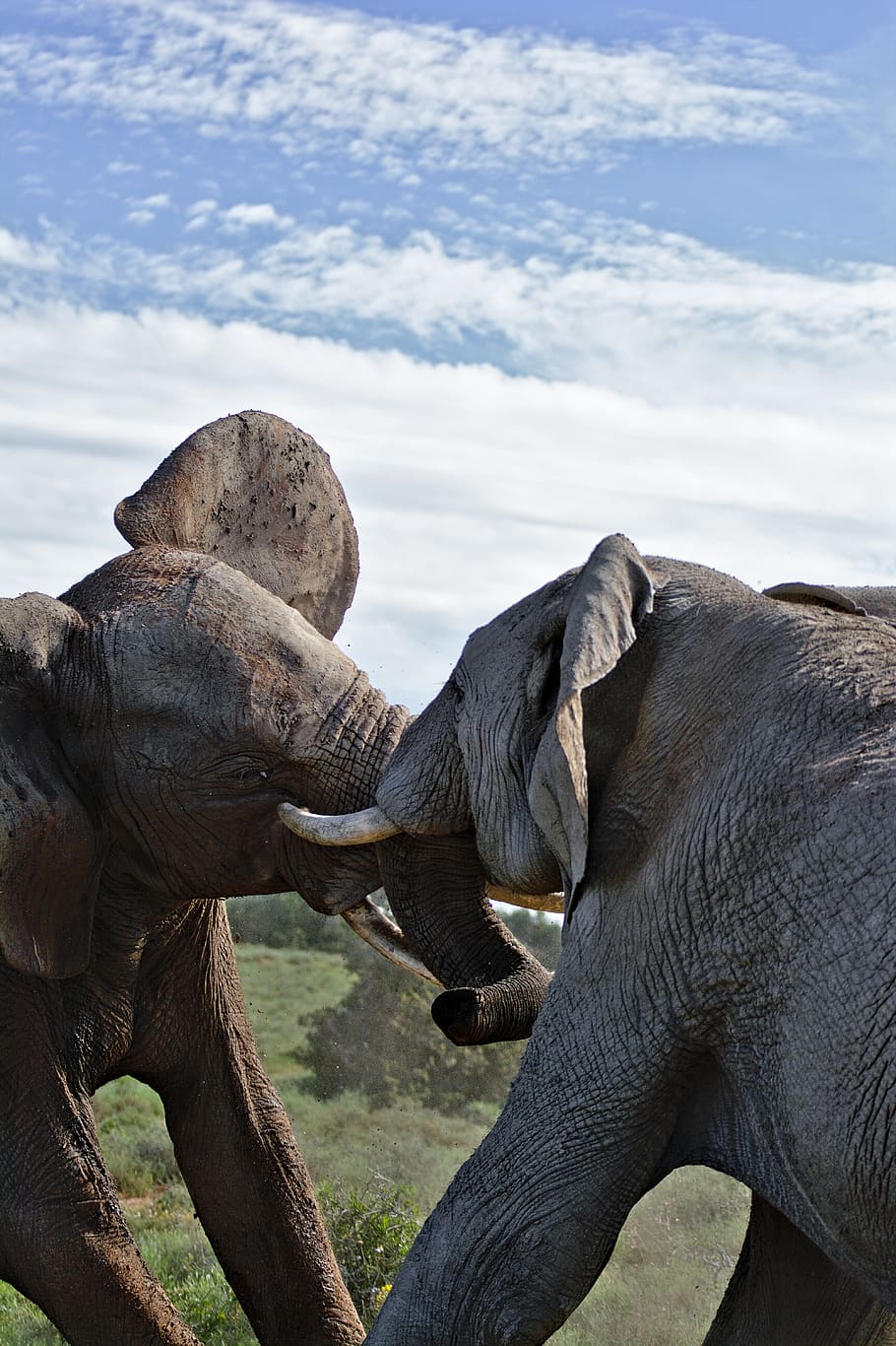 elefante, lucha, sudáfrica, safari, salvaje, naturaleza, elefantes, vida silvestre, primer plano, desierto