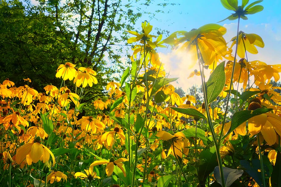 flowers, garden, yellow, green, leaves, summer, sunrise, sunshine, sunlight, trees