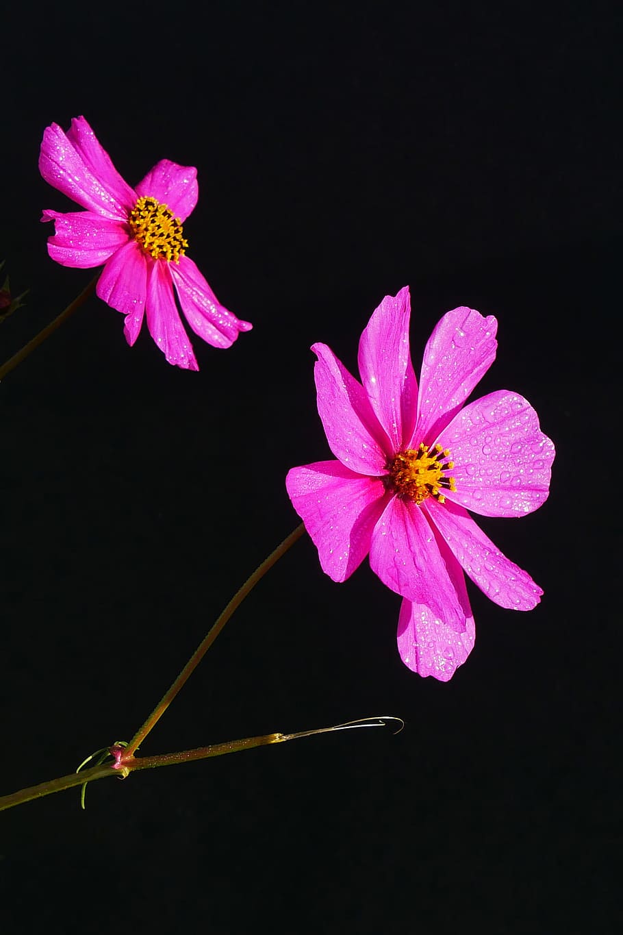 merah muda, bunga kosmos, closeup., tanaman kosmos, bunga merah muda, gambar bunga, foto bunga, gambar bunga indah, tanaman berbunga, bunga