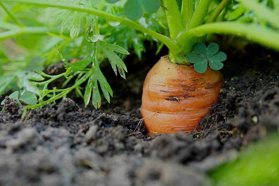 carrots, vegetables, healthy, cultivation, garden, vitamins, foodstuffs, vegetable, food, food and drink