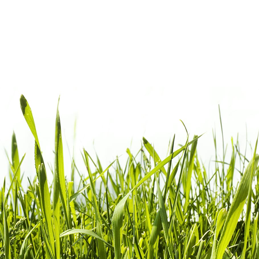 grama, verde, crescimento, idílico, isolado, gramado, prado, natureza, ninguém, ao ar livre