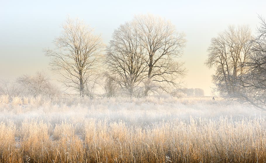 landscape, aue, or meadows, fog, morning mist, morgenstimmung, hoarfrost, ripe, mood, trees
