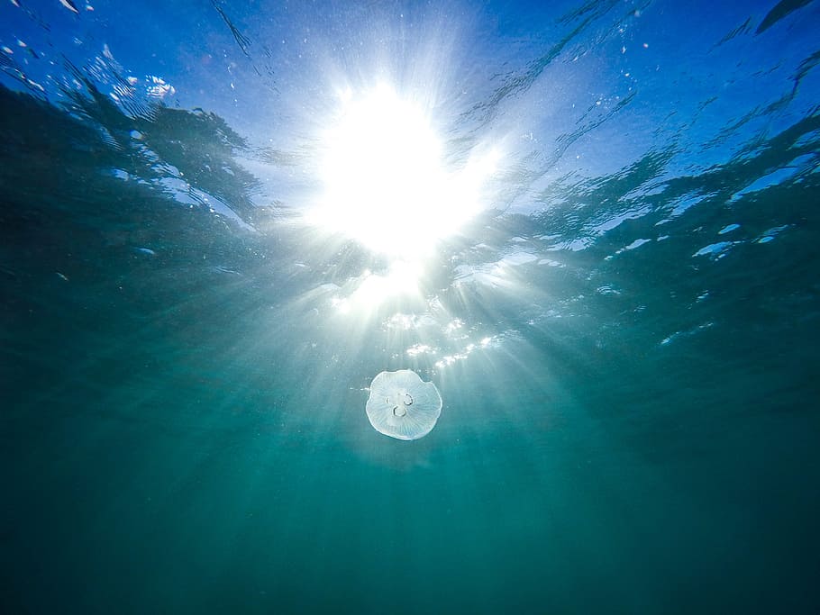 nature, water, ocean, sea, marine, life, jellyfish, float, sun, solar