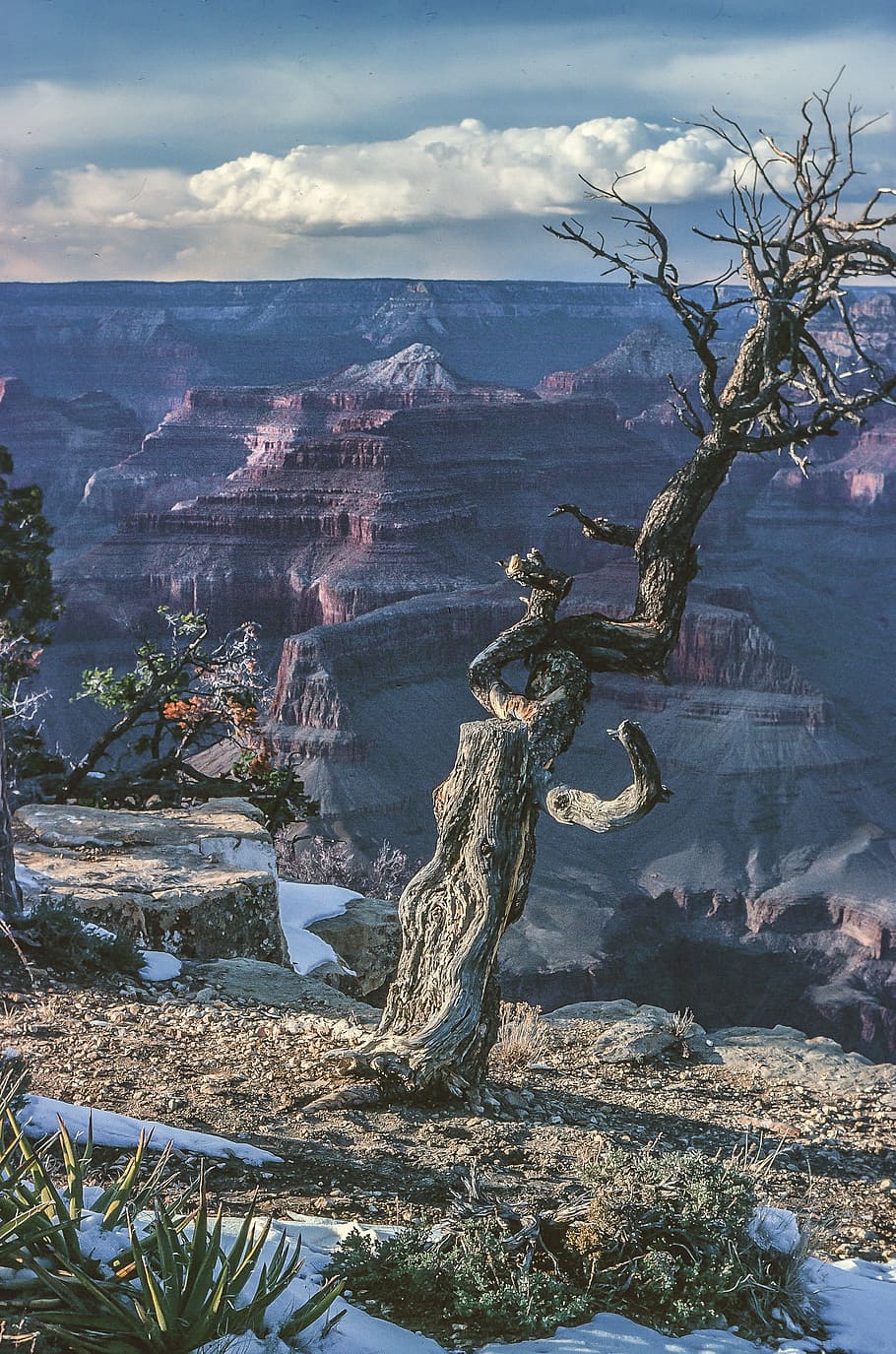 view, grand, canyon, dead, tree, arizona, america, bare, beautiful, branch