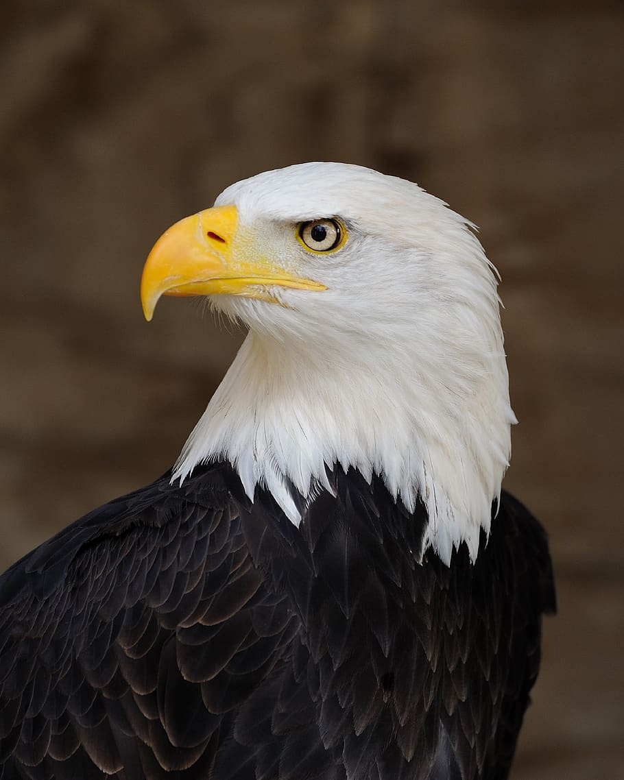 eagle, bald, perched, profile, raptor, bird, nature, american, symbol, feathers