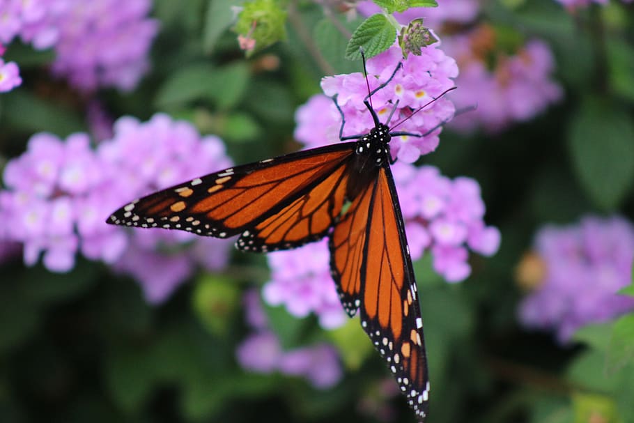 insecto, mariposa, mariposa monarca, primavera, ala, verano, flora, mariposas, al aire libre, naturaleza